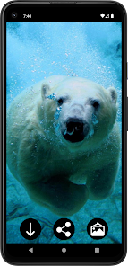 خلفيات الدب القطبي HD 4.0 APK + Mod (Unlimited money) إلى عن على ذكري المظهر