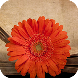 Gerbera flower Live wallpapers icon