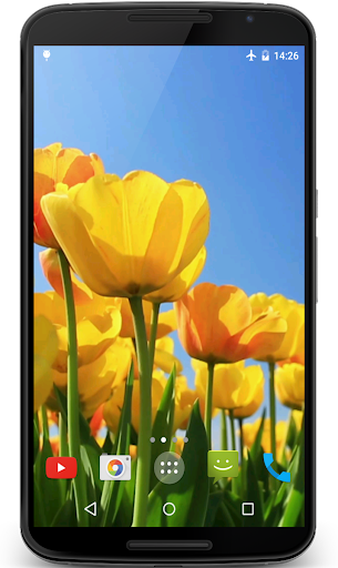 Android application Tulips 4K Video Live Wallpaper screenshort