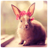 Cute Rabbit wallpapers icon