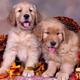 Dogs HD Jigsaw Puzzles icon