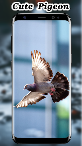 Cute Pigeon wallpaper Screen 2