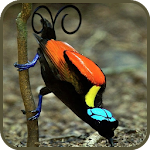 Cover Image of डाउनलोड Paradise birds of Papua wallpa  APK