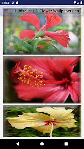 Hibiscus: HD Flower Wallpapers 2.51 APK + Mod (Unlimited money) إلى عن على ذكري المظهر