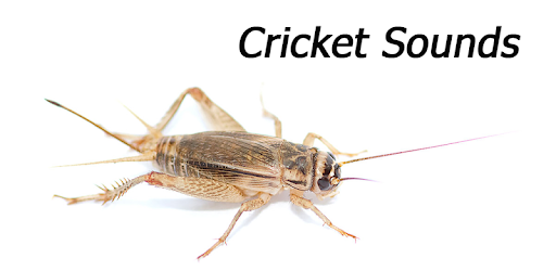 Appp Io Crickets Sounds Apps On Google Play