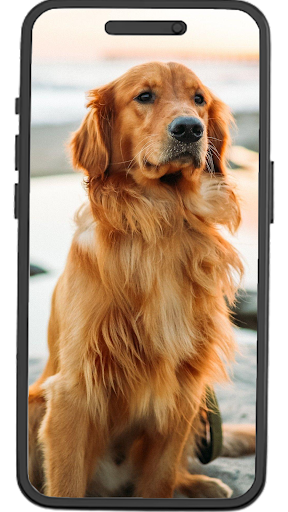 Android application Golden Retriever Wallpapers screenshort