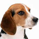 Beagles Dog Wallpapers icon