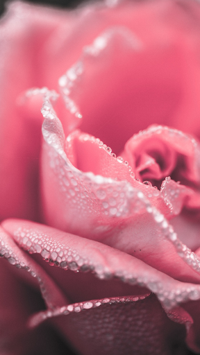 Android application Rose Wallpaper screenshort