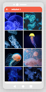 Jellyfish-HD Wallpaper