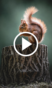 Animal Video Live Wallpaper - Apps on Google Play