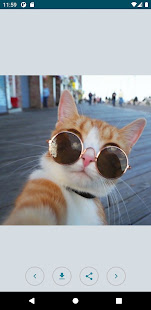 Beautiful cute cats Offline 1.1 APK screenshots 4