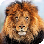Lion HD Live Wallpaper Apk
