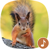 Appp.io - Squirrel Sounds icon