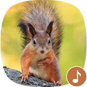 Appp.io - Squirrel Sounds