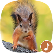 Top 19 Music & Audio Apps Like Appp.io - Squirrel Sounds - Best Alternatives