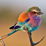 Cover Image of Télécharger Bird Sounds & Bird Calls  APK