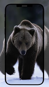 Bears Wallpapers Unknown
