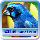Azulão Paraná Puro|Brasil HD icon