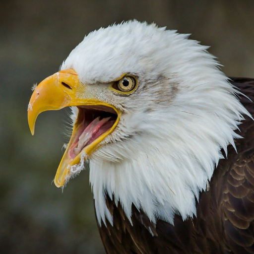 Eagle Sounds logo