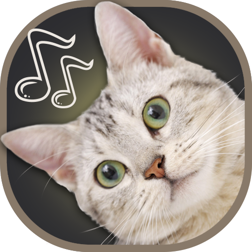 Звук кошки. Звучание кошек. Звук кота для кошки. Приятные звуки для кошек. Хорошие звуки для кошек