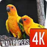 Birds Wallpapers 4K icon
