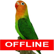 Training Kicau Lovebird Masteran Offline