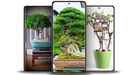 Bonsai Plants Ideas 5000+