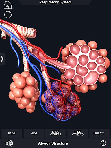 Respiratory System Anatomy