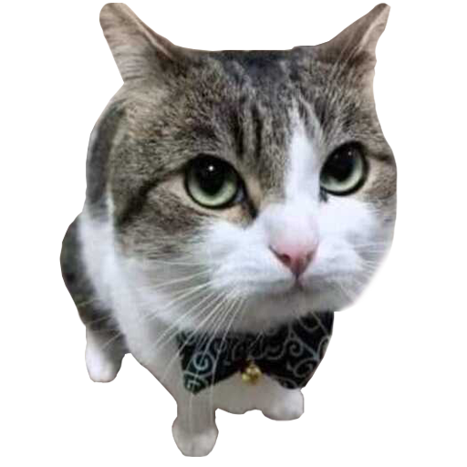 Random Cats Stickers WA Download on Windows