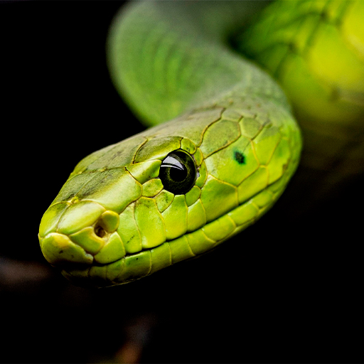 Snake Wallpapers logo