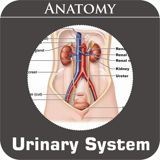 Urinary System