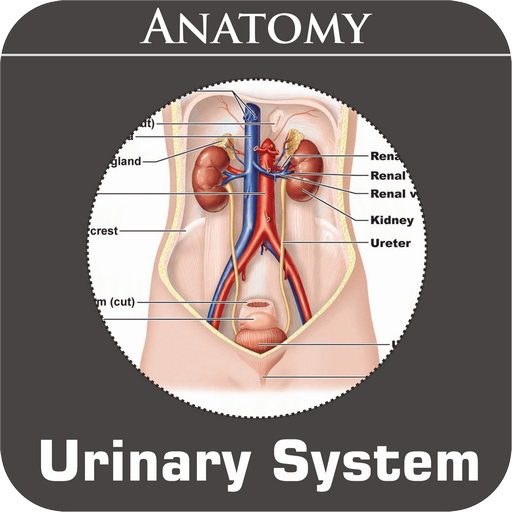 Urinary System 1.1 Icon