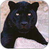 Black Panther Wallpaper icon