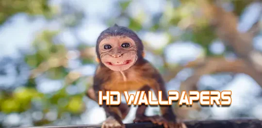 Monkey Wallpaper