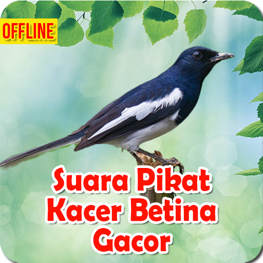 Suara Pikat Kacer Betina Gacor logo