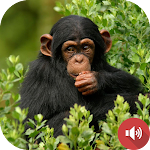 Cover Image of Télécharger Chimpanzee Sounds  APK