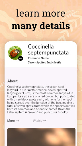 Insect identifier - identity Screen 2