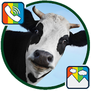 Cow - RINGTONES and WALLPAPERS