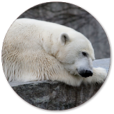 Polar Bear Wallpapers icon
