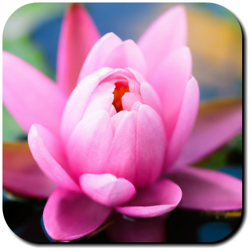 Lily Wallpapers 2.6 Icon