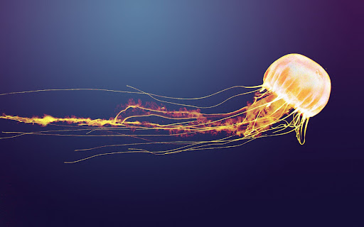 Jellyfish Wallpaper HD