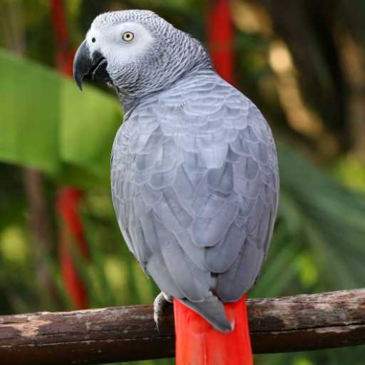 African grey parrot Sounds logo