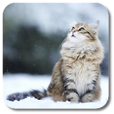 Snow Cats Live Wallpaper icon
