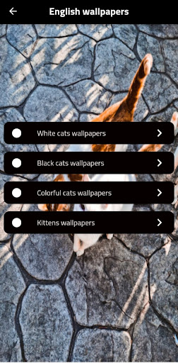 Cute Cat Wallpapers Screen 3