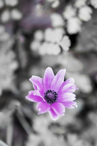 Purple Flower Wallpaper
