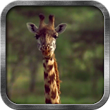 Hungry Giraffe Live Wallpaper icon