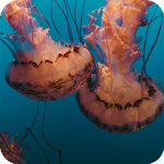 Cover Image of Télécharger Marine documentaries 2.0.0 APK
