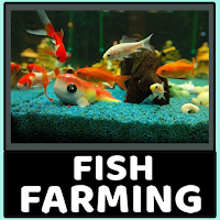 Aquarium fish farming