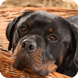 Rottweiler Pack 2 Wallpaper icon