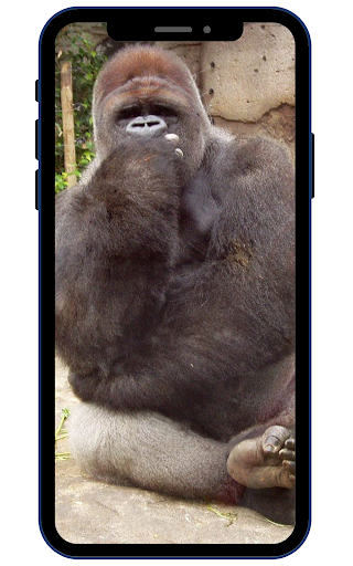 Android application Gorilla Wallpapers screenshort
